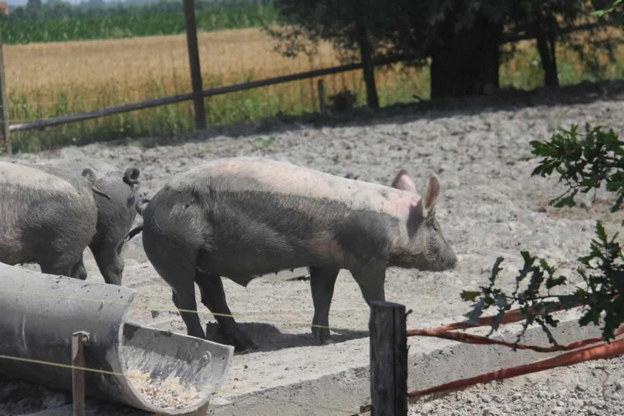Agriturismo La Fraterna Tolle المظهر الخارجي الصورة